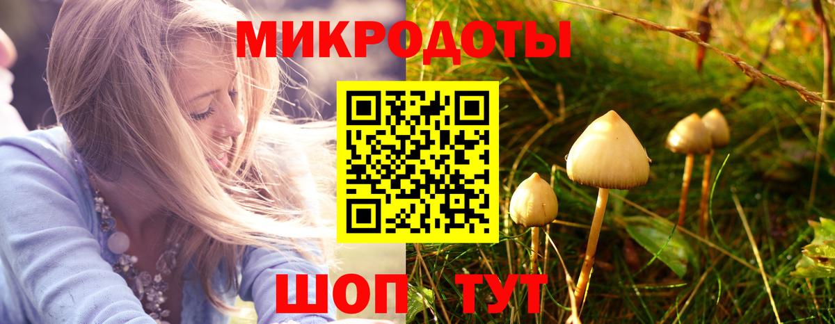 Галлюциногенные грибы Psilocybe Ачхой-Мартан